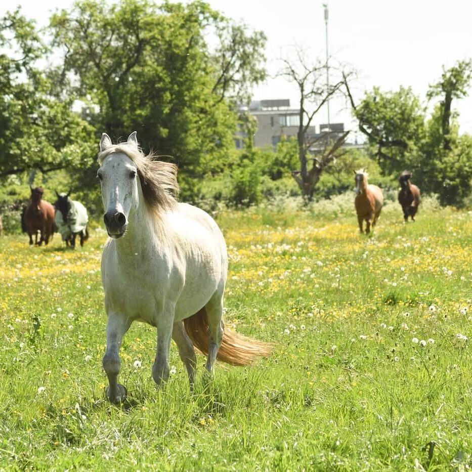 Hof Schaar Sulzbach Taunus Pferdekoppel