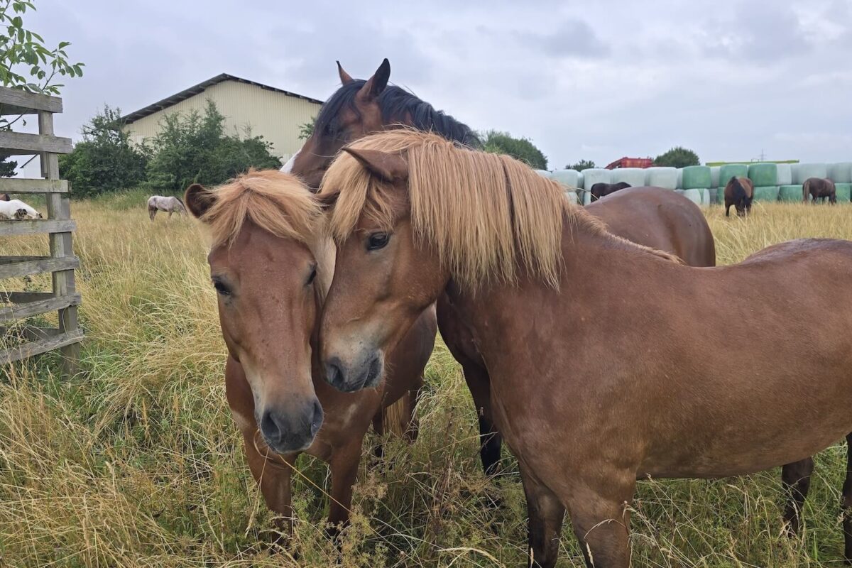 Offenstall Hof Schaar Pferdepension