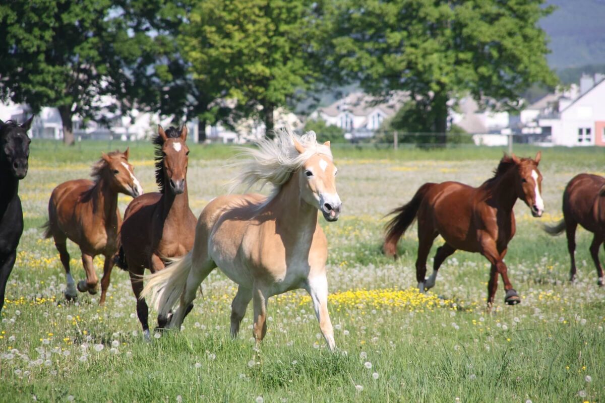 Pferde offenstall Sulzbach Taunus einstellen