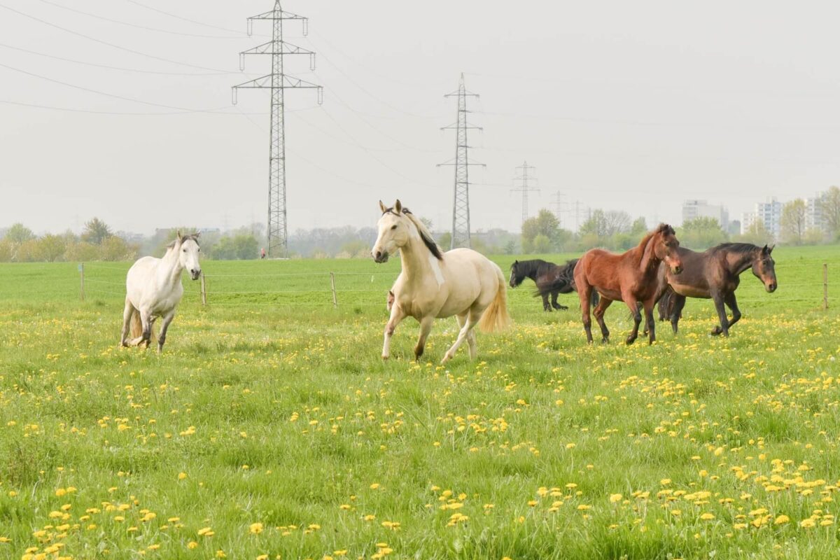 Pferdestall mit Weide
